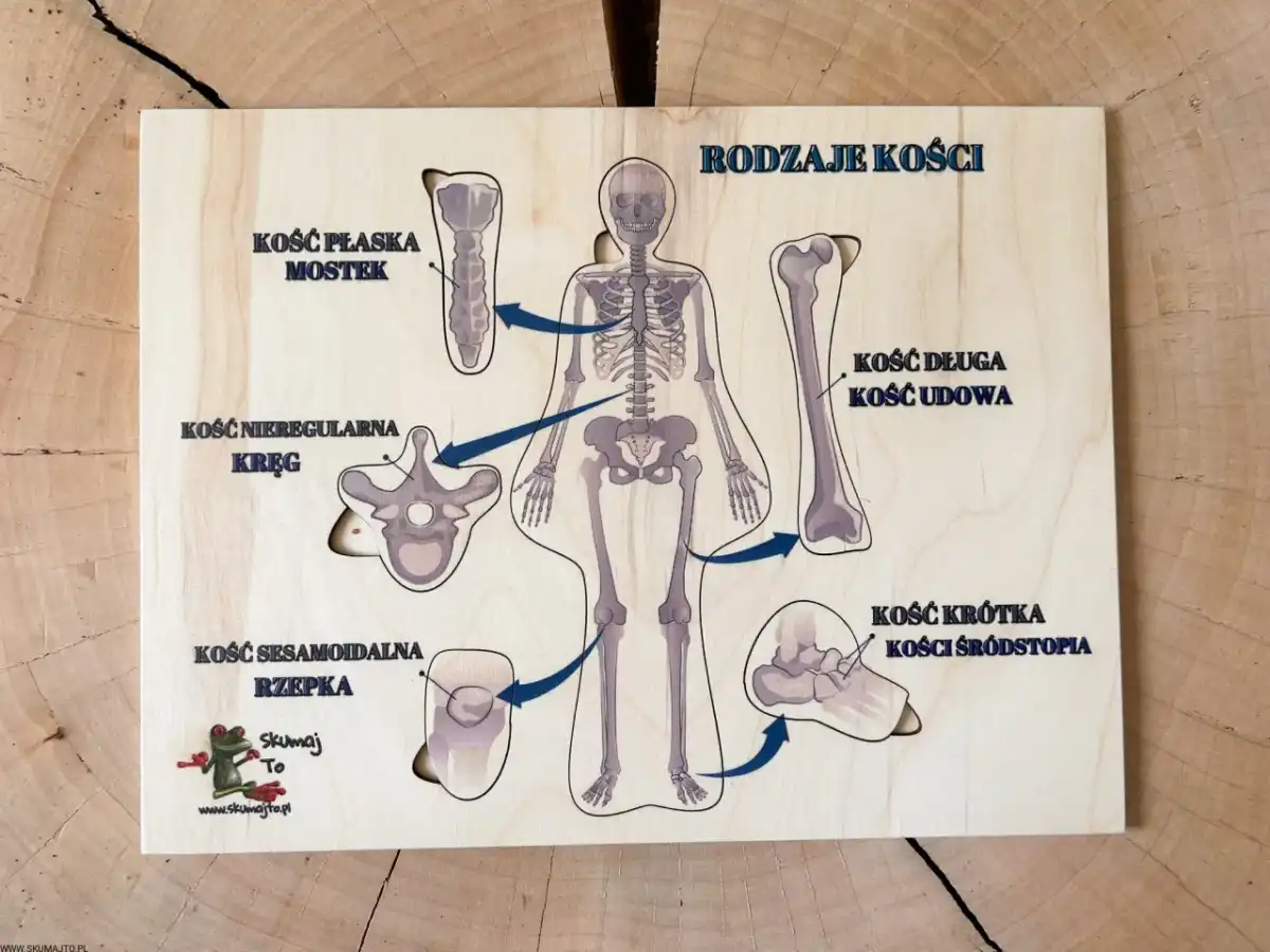 Rodzaje kości i ich funkcje - praktyczny przewodnik