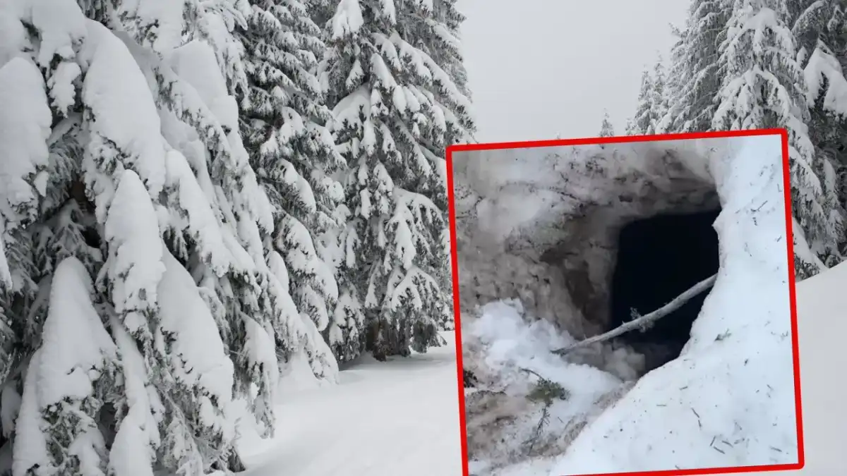 Gdzie zimuje niedźwiedź - Odkryj sekrety gawry i snu zimowego