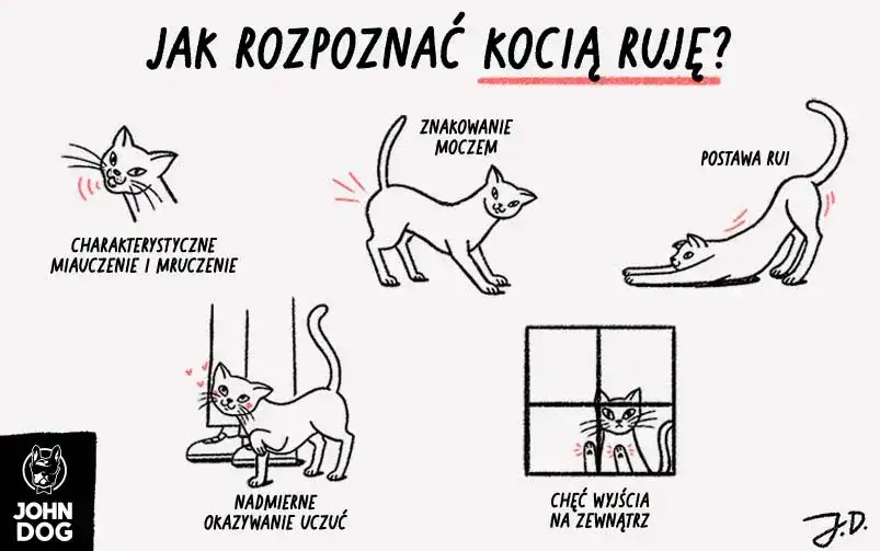 Ruja u kotki: co to, objawy, ile trwa i jak sobie radzić?