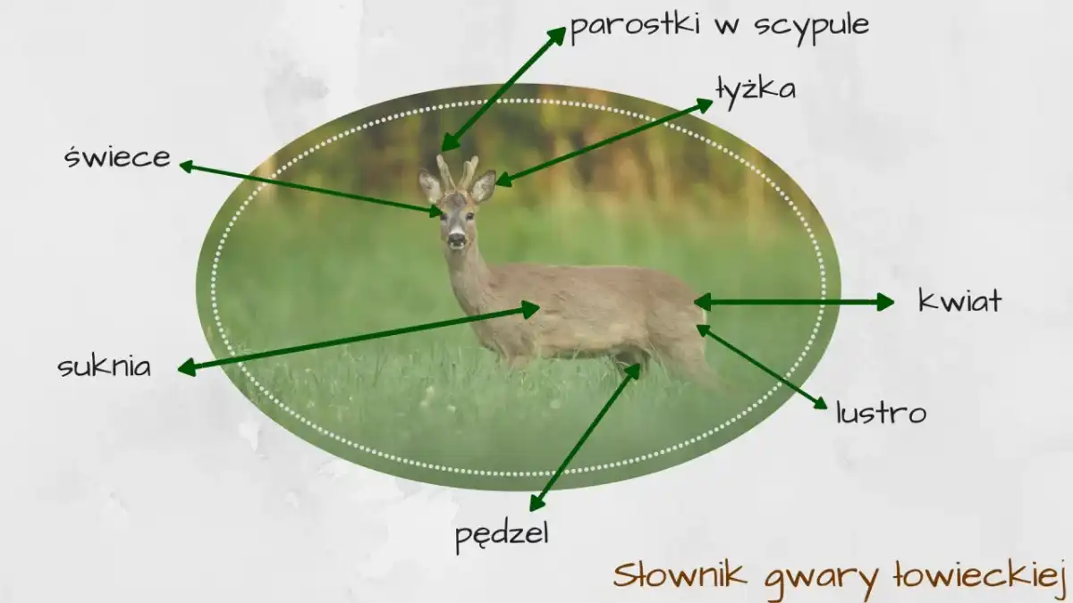 Gwara łowiecka sarny: Poznaj tajniki języka myśliwych