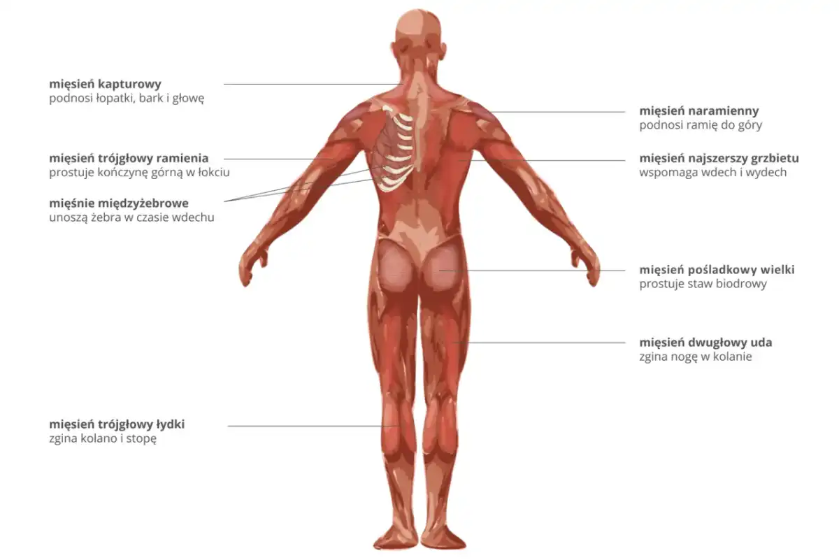 Mięśnie szkieletowe - budowa, skurcz i biomechanika