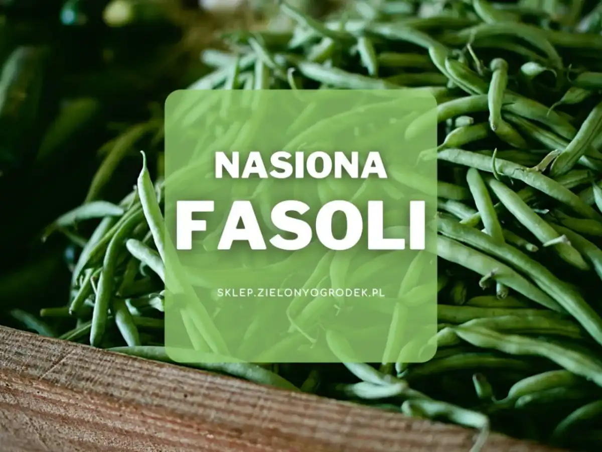 Nasiona fasoli - jak wybrać odmianę i uniknąć błędów przy siewie