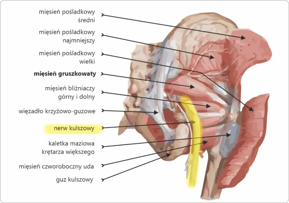 Mięśnie przy kręgosłupie - skąd ból i co naprawdę pomaga