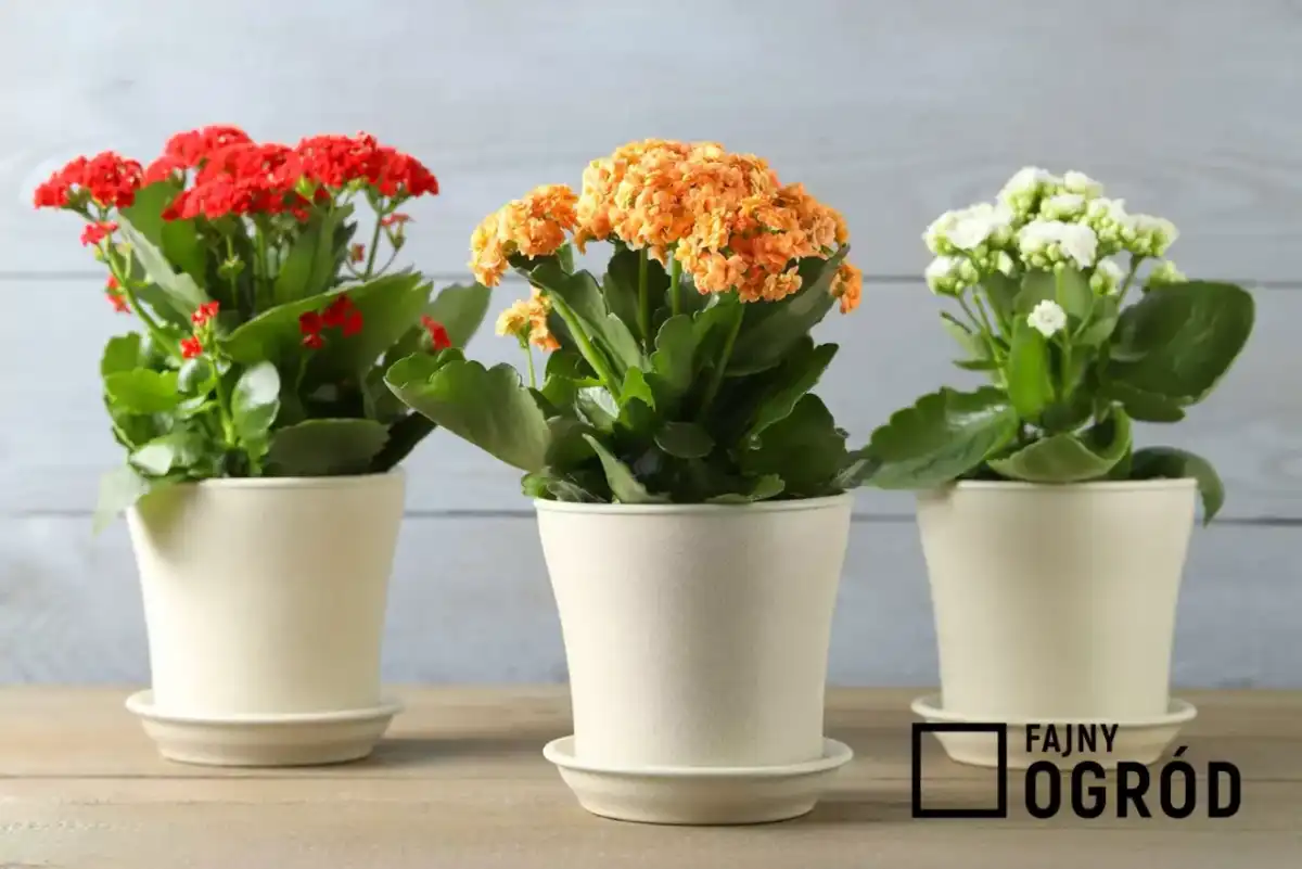 Kalanchoe - Pielęgnacja, która sprawi, że zakwitnie ponownie