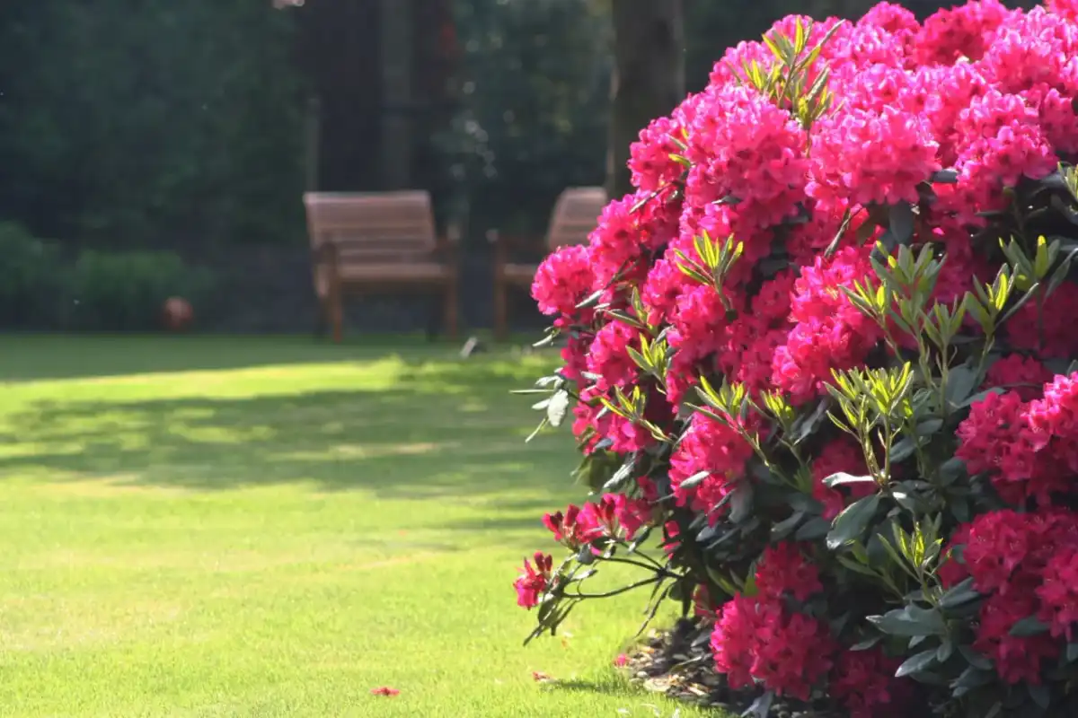 Rododendron Nova Zembla - jak dbać, by pięknie kwitł?