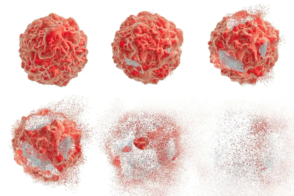 Apoptoza - Programowana Śmierć Komórki - Klucz do Zdrowia?