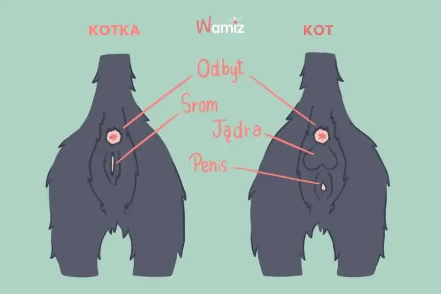 Jak odróżnić kota od kotki? Średnik czy dwukropek? Sprawdź łatwo!