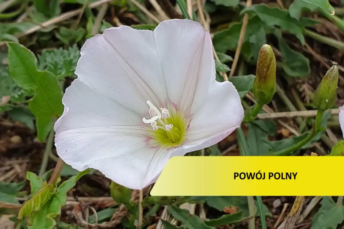 Oprysk na powój polny - Jak skutecznie zwalczyć chwast?