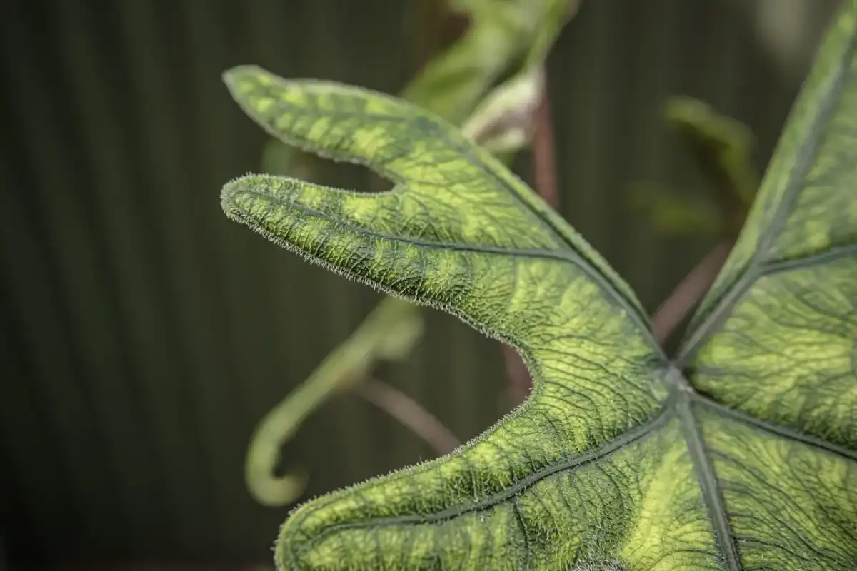 Alocasia Jacklyn - Jak dbać o alokazję tandurusa, by nie żółkła?