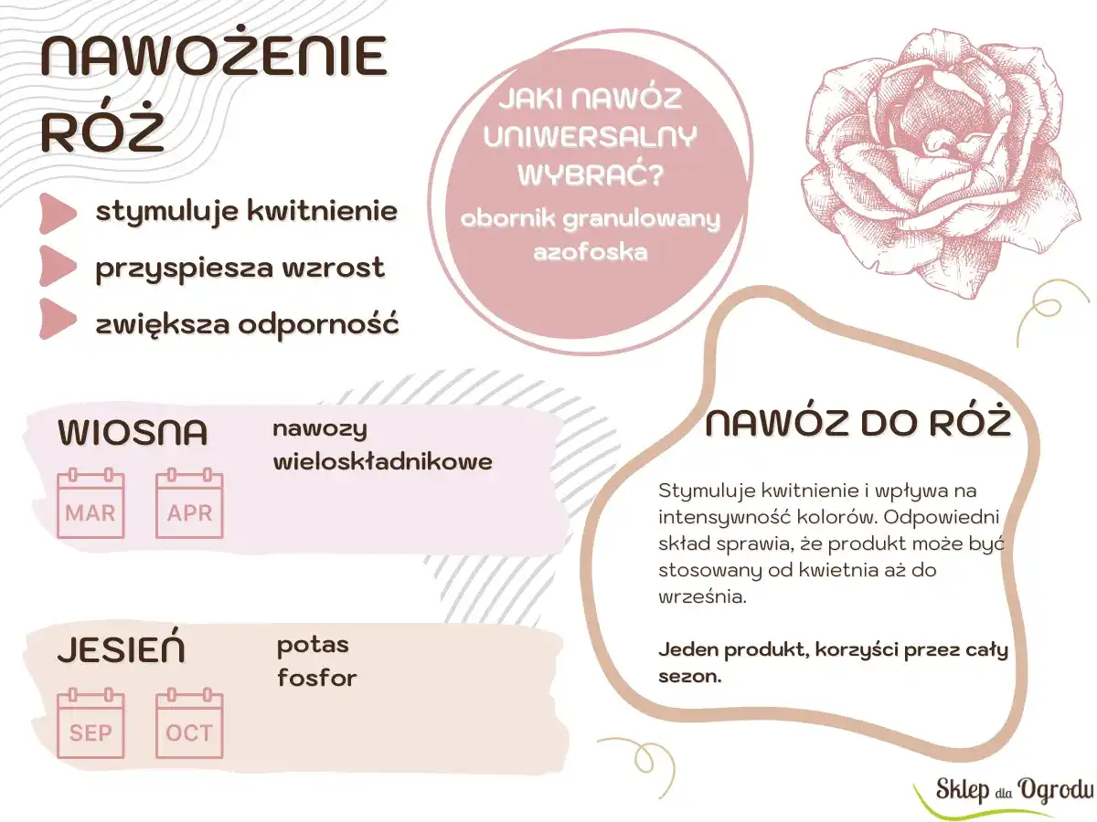 Kiedy nawozić róże? Sprawdź najlepszy termin i nawóz