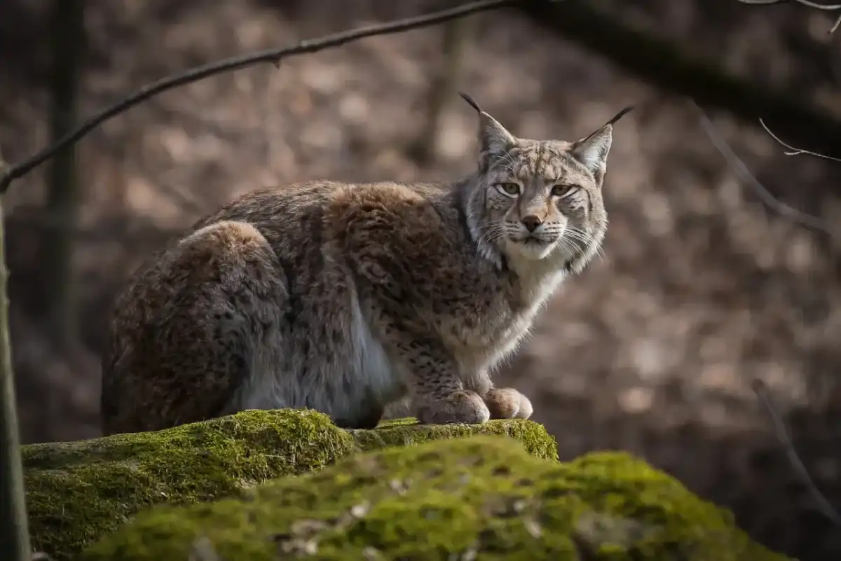 Ile rysi w Polsce? Liczebność, zagrożenia i ochrona gatunku