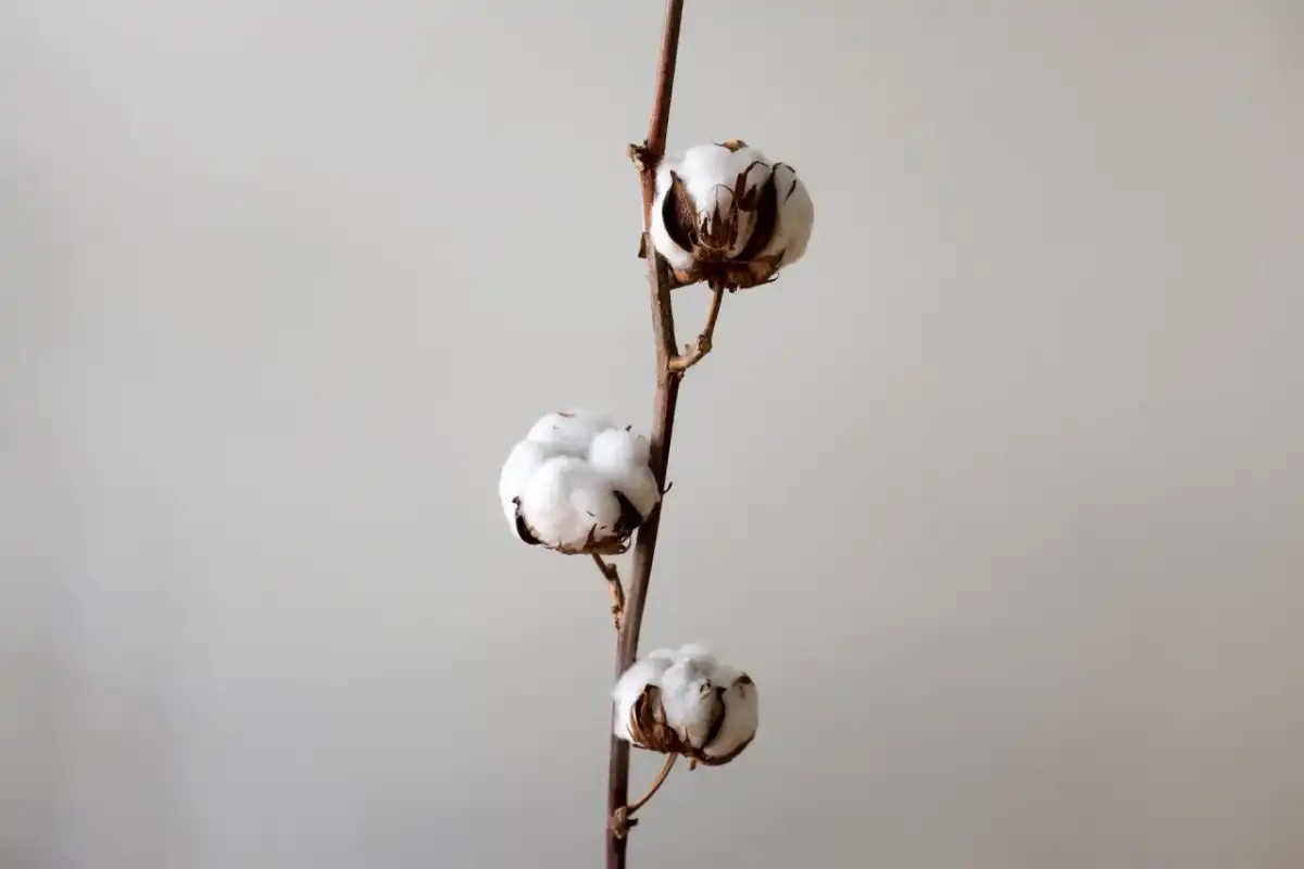Bawełna organiczna - co naprawdę oznacza na metce?