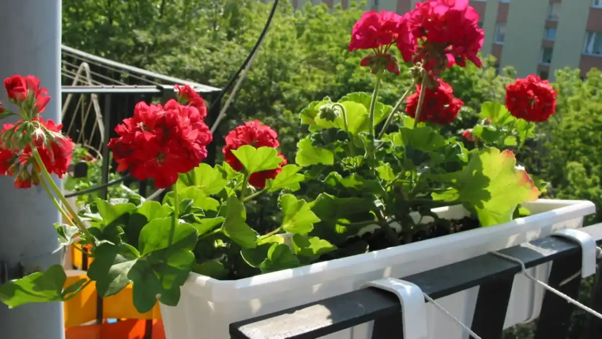 Kiedy sadzić pelargonie? Najlepszy termin i zasady