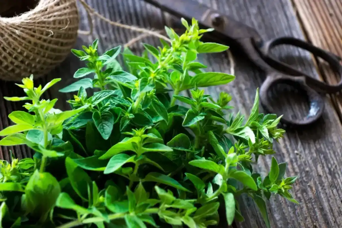 Oregano - Jak rozpoznać prawdziwe? Uniknij pomyłek!