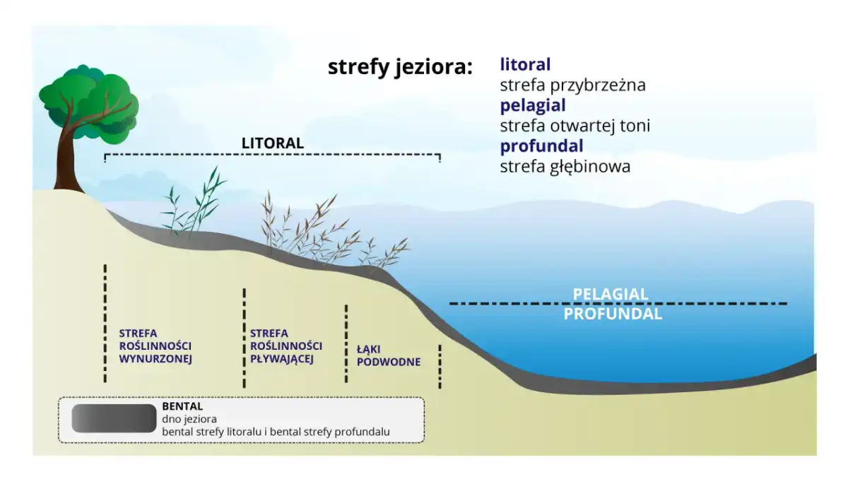 Litoral - co to jest i dlaczego ma znaczenie nad wodą?