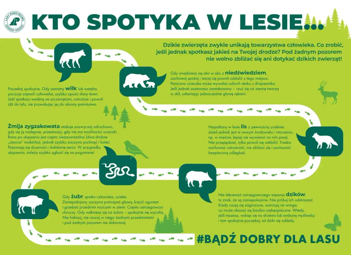 Gdzie i kiedy polują? Jak bezpiecznie wędrować po lesie