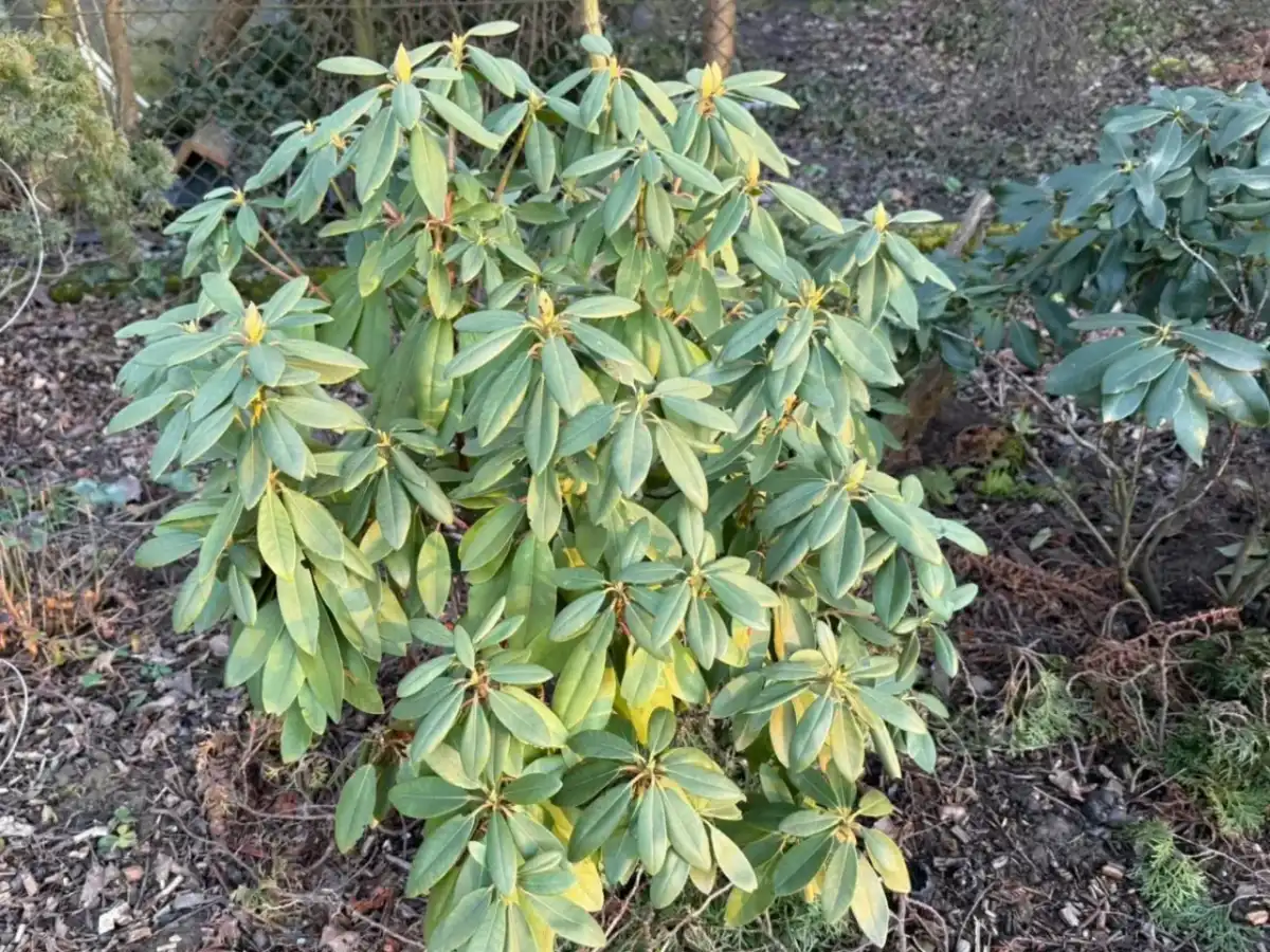 Choroby rododendronów - Rozpoznaj i uratuj swój krzew!