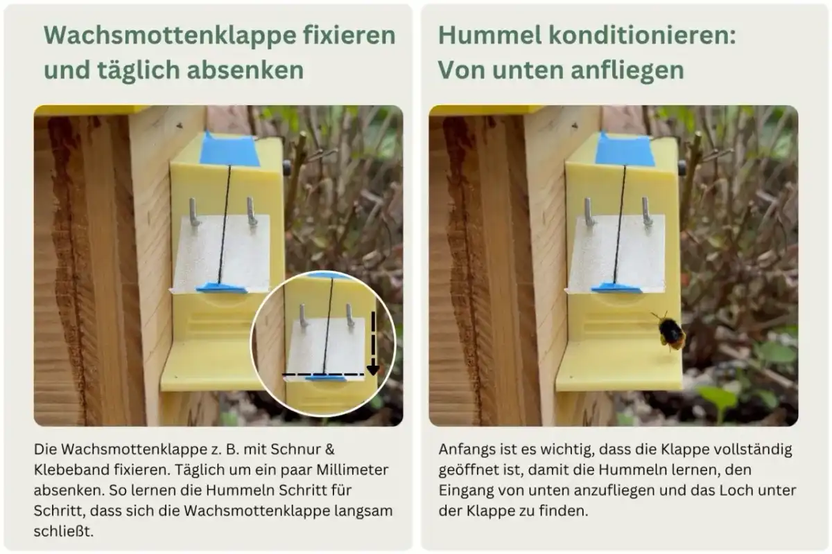 Hummelkasten bauen und richtig aufstellen - so klappt's