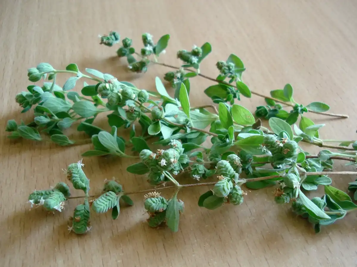 Uprawa oregano - Jak dbać o roślinę, by była gęsta i aromatyczna?