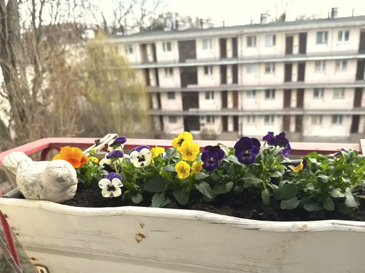Jak długo kwitną bratki? Sekrety obfitego kwitnienia