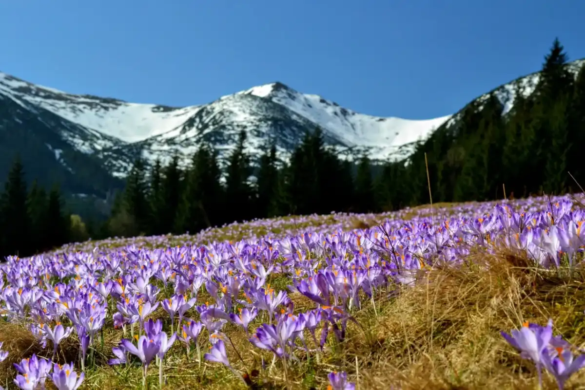 Kalatówki - Tatry Zachodnie, krokusy, schronisko. Jak planować?