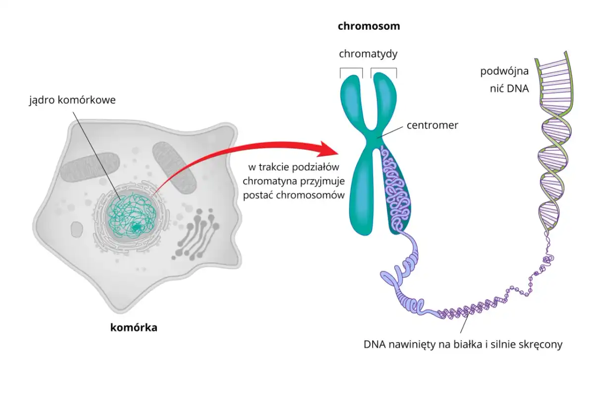 Budowa chromosomu - jak zrozumieć go raz na zawsze?