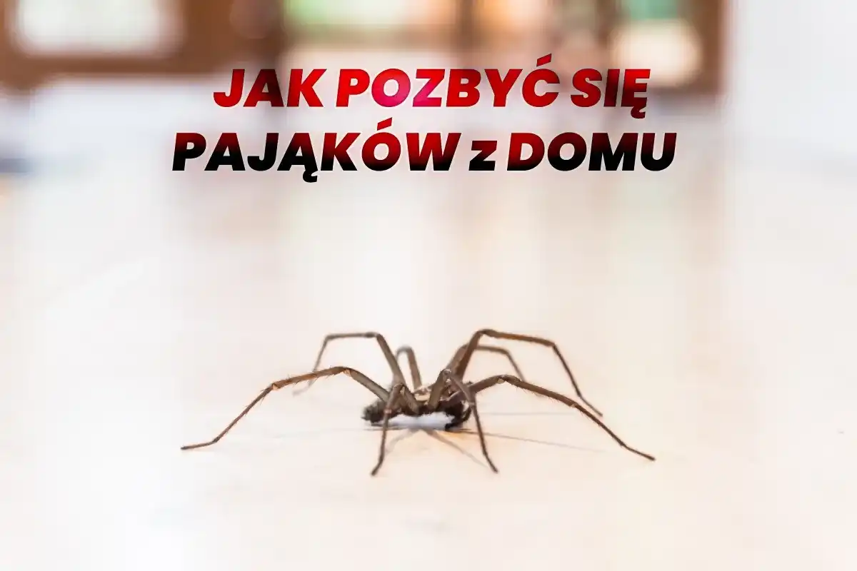 Jak pozbyć się pająków z domu? Skuteczne metody!