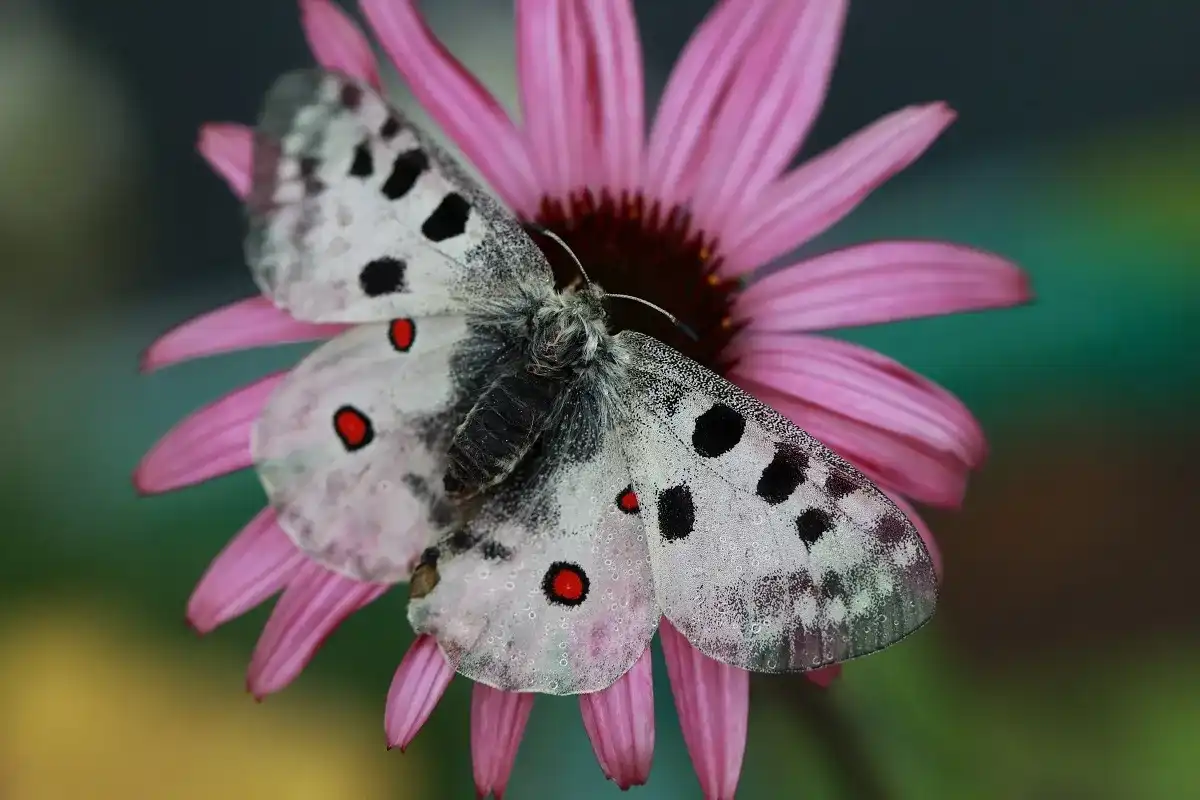 Niepylak Apollo - majestatyczny motyl paziowatych i jego ochrona