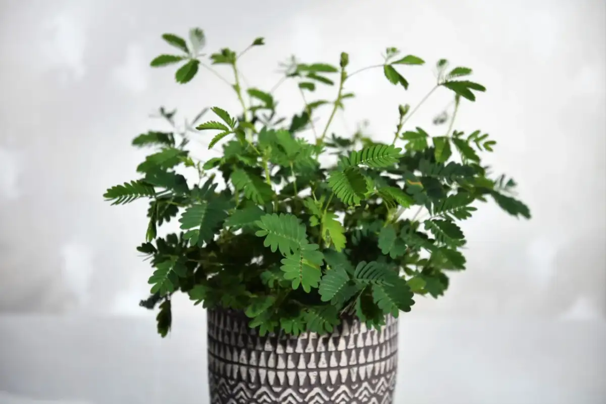 Roślina mimosa pudica w ozdobnej doniczce, z liśćmi reagującymi na dotyk.