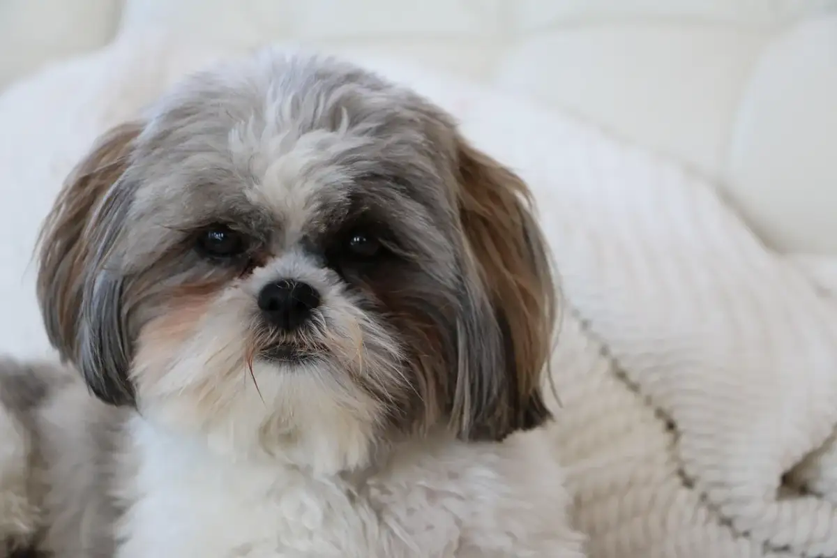 Uroczy piesek rasy Shih Tzu, której korzenie sięgają Tybetu, z charakterystyczną, długą sierścią.