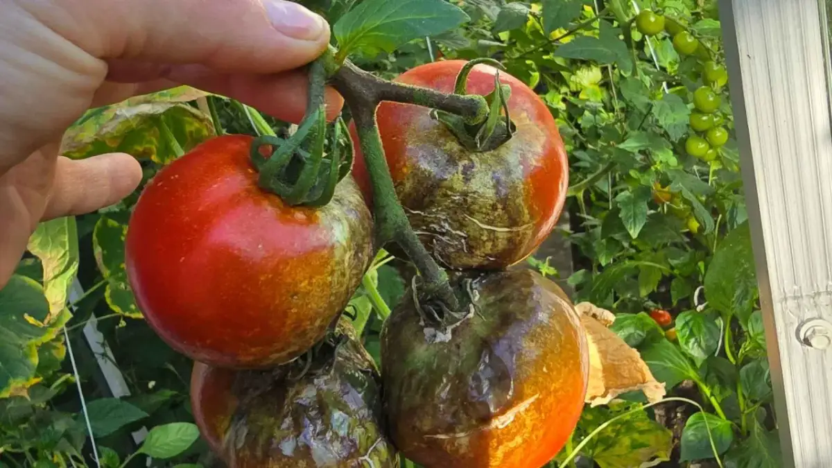 Pomidory z plamami i brązowieniem, objawy zarazy ziemniaczanej.