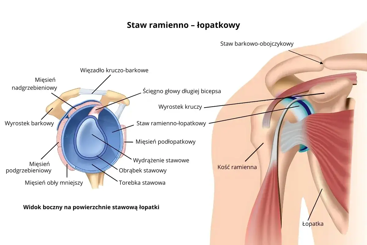 Anatomia stawu ramienno-łopatkowego, ilustracja przedstawia struktury takie jak ścięgno bicepsa, więzadła i mięśnie, które mogą ulec uszkodzeniu typu SLAP.