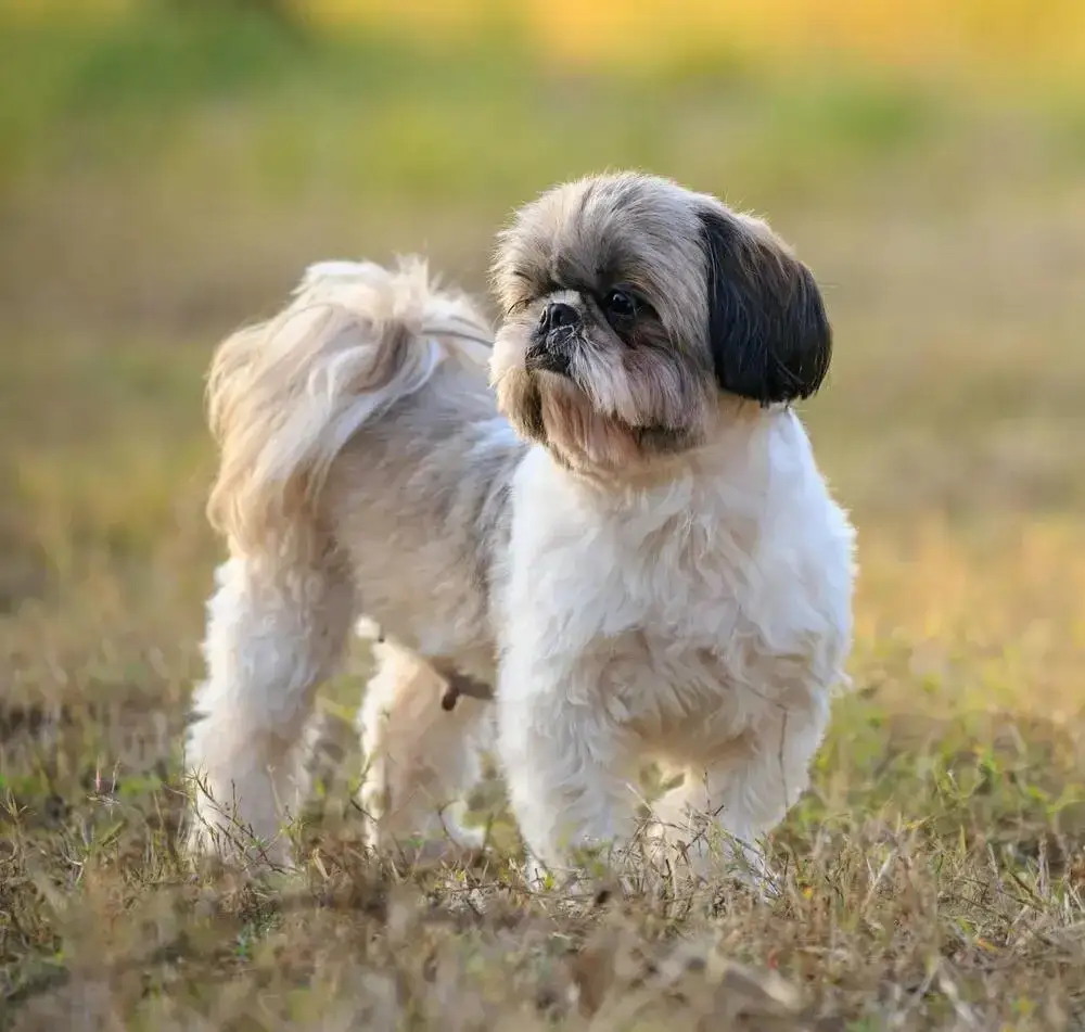Shih Tzu: włosy czy sierść? Co to oznacza dla alergików i pielęgnacji