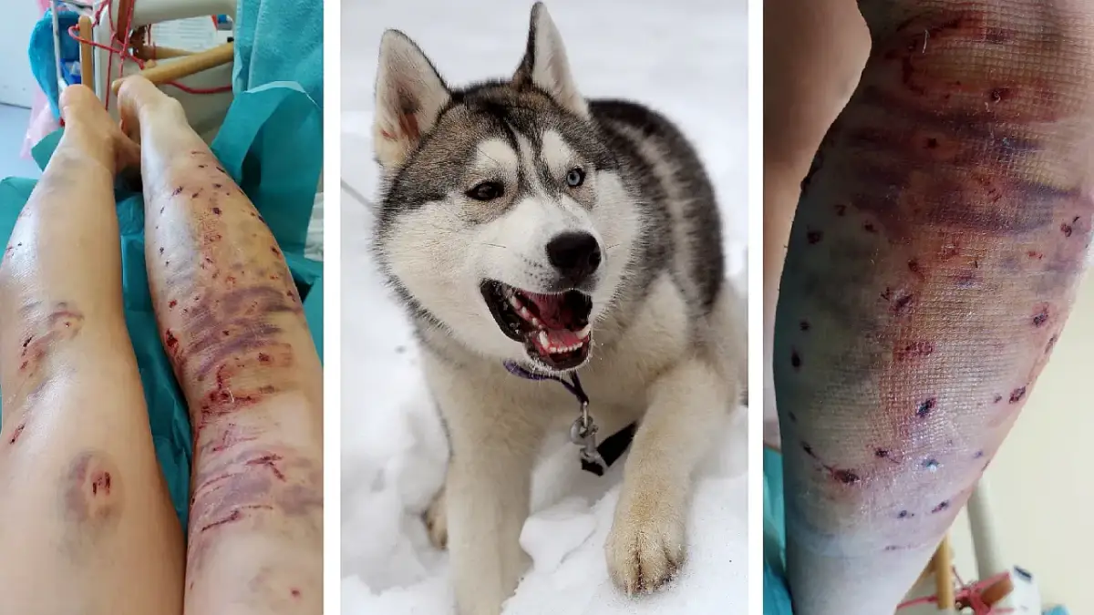 Czy husky jest agresywny? Prawda o ich zachowaniu i naturze