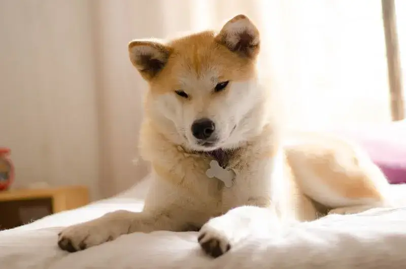 Akita Inu: Co je? Jak karmić dla zdrowia i długiego życia?