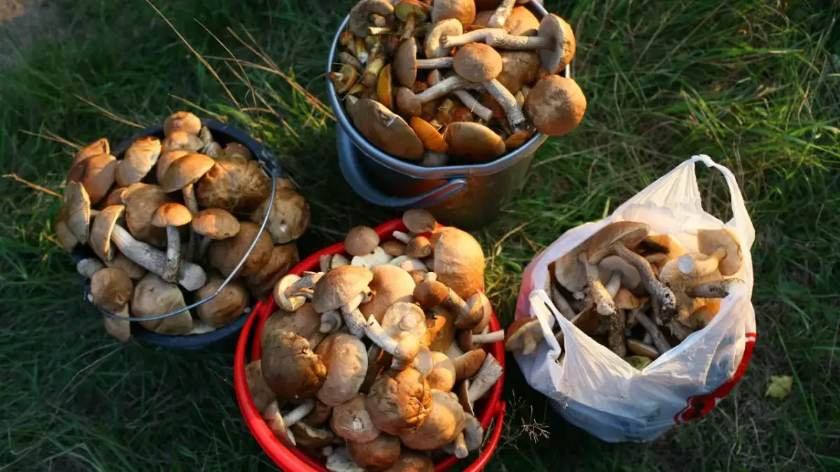 Pełne wiadra i torba grzybów po wyprawie gdzie na grzyby z noclegiem.
