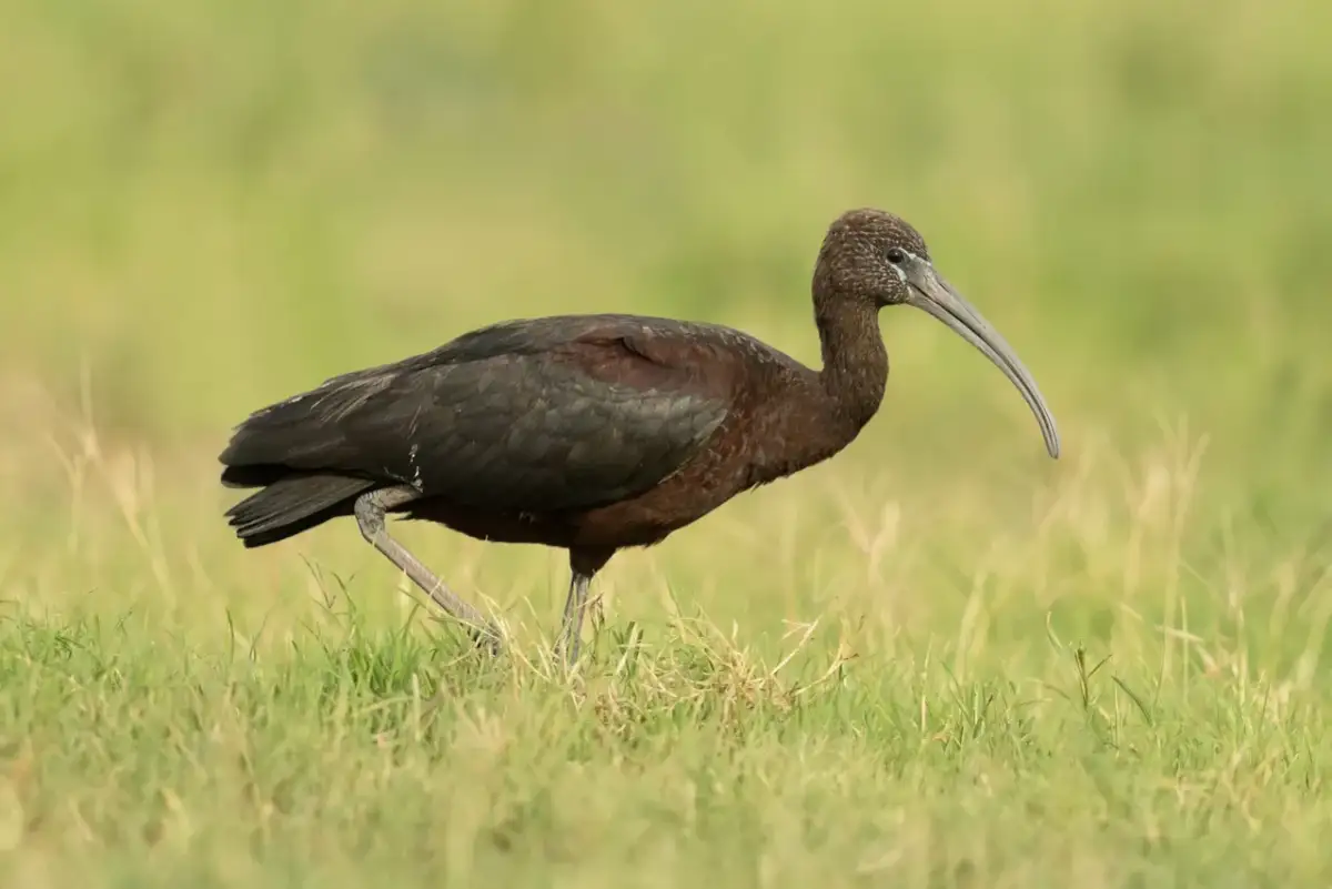 Ciemny ibis z zakrzywionym dziobem spaceruje po zielonej trawie.