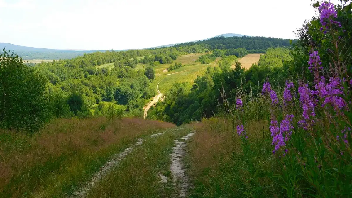Dlaczego Świętokrzyski Park Narodowy został objęty ochroną? Odkryj powody.