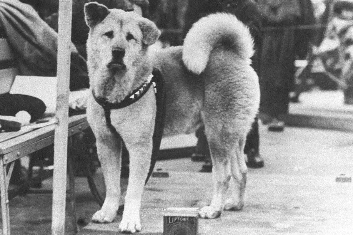 Akita inu pies czy suka - różnice w charakterze i pielęgnacji