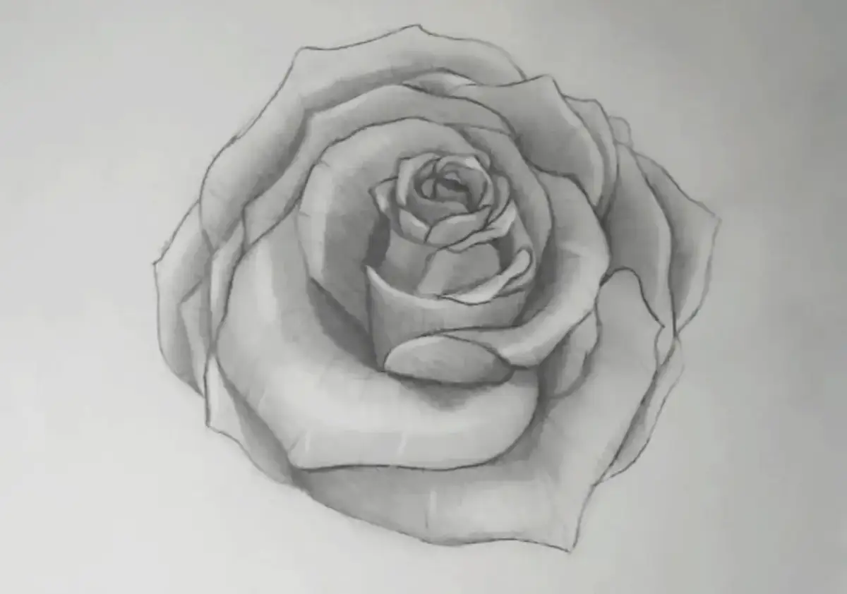 Bleistiftzeichnung einer Rose mit detaillierten Blütenblättern.