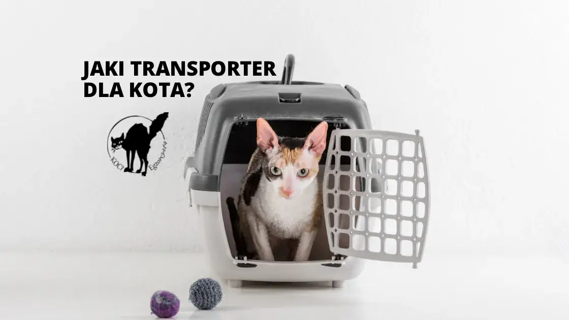 Czarny transporter dla kota: Jaki wybrać? Poradnik 2024