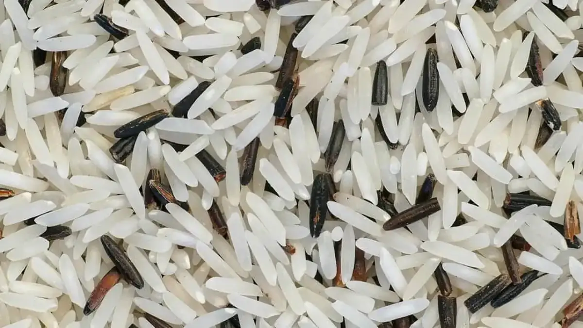 Czy ryż basmati nadaje się do risotto? Oto, co musisz wiedzieć
