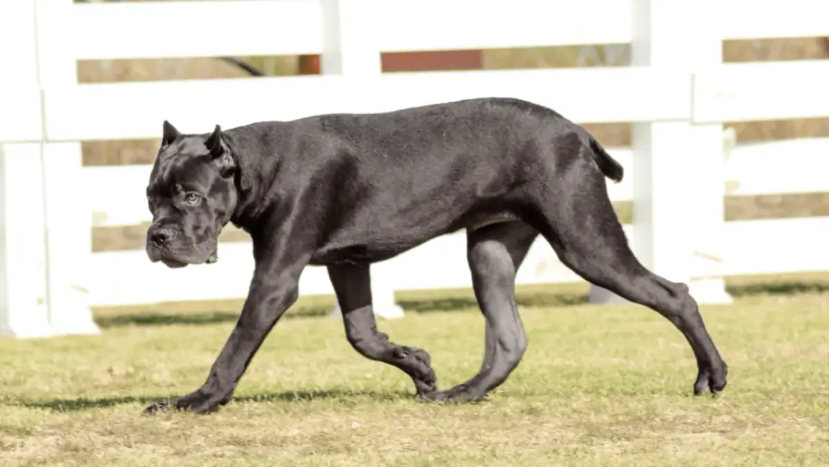 Czarny pies rasy Cane Corso, o imponującej budowie, porusza się po trawie. Jego waga świadczy o sile i potędze.