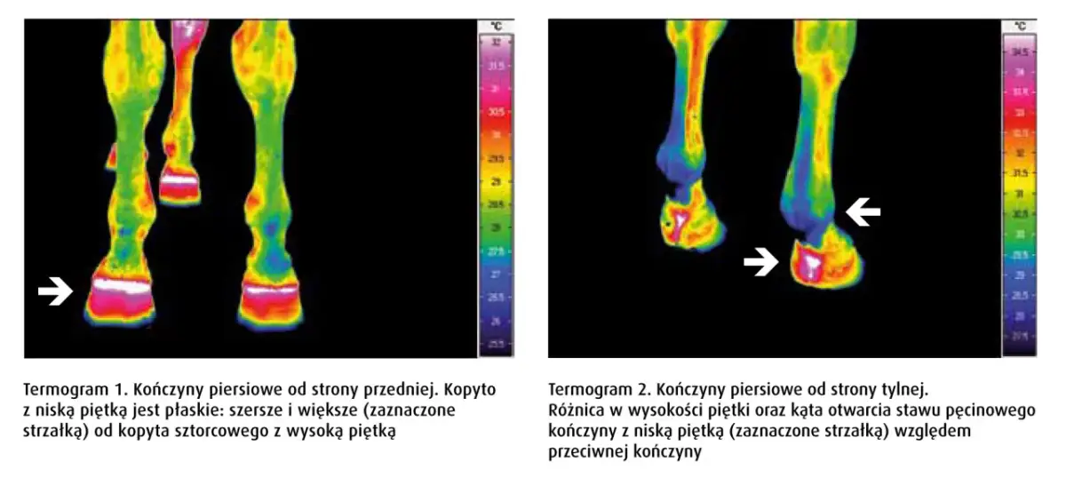 Termogramy końskich nóg. Na pierwszym widać kopyto szorstkowe z wysoką piętką. Na drugim strzałka wskazuje różnicę w piętce.
