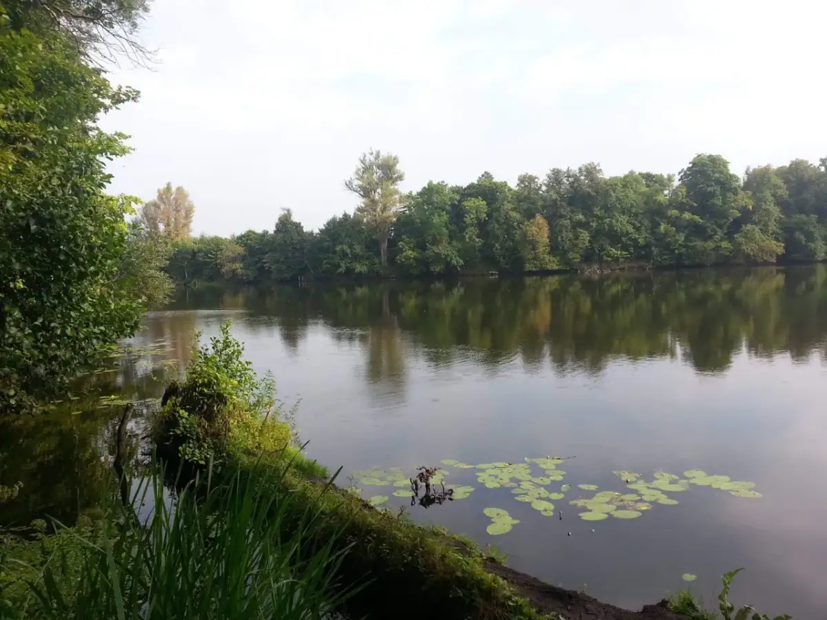Spokojne jezioro Rokola otoczone bujną zielenią drzew. Na wodzie unoszą się lilie wodne, a w oddali widać zalesiony brzeg.