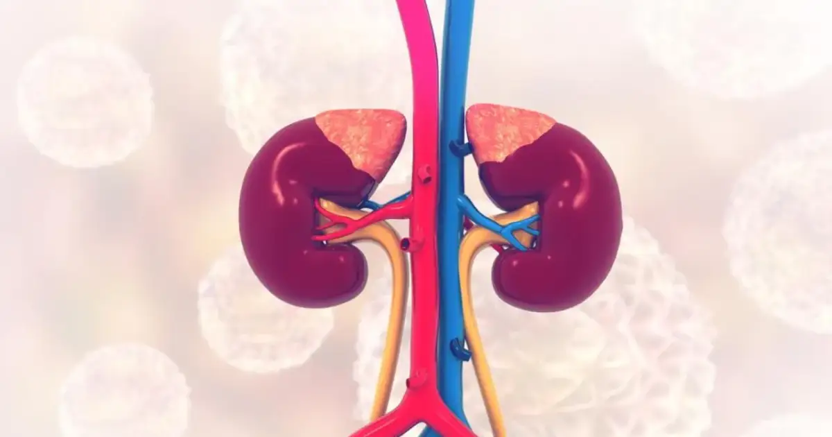 Anatomical illustration of healthy kidneys with blood vessels. Wodonercze to poważny stan, który może dotknąć te narządy.