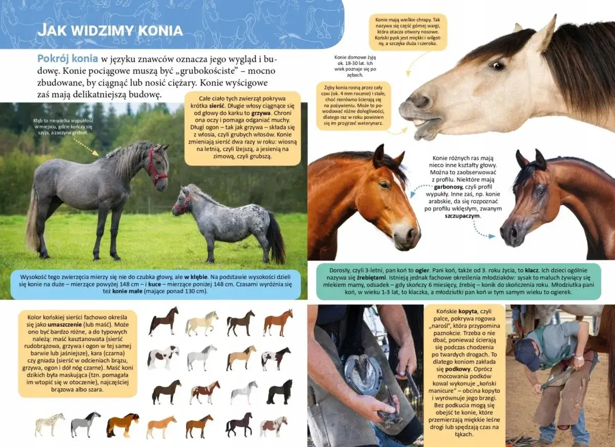 Chrapy konia, czyli górna warga otaczająca otwory nosowe, mogą mieć różne kształty. Koński pysk jest miękki i wilgotny.