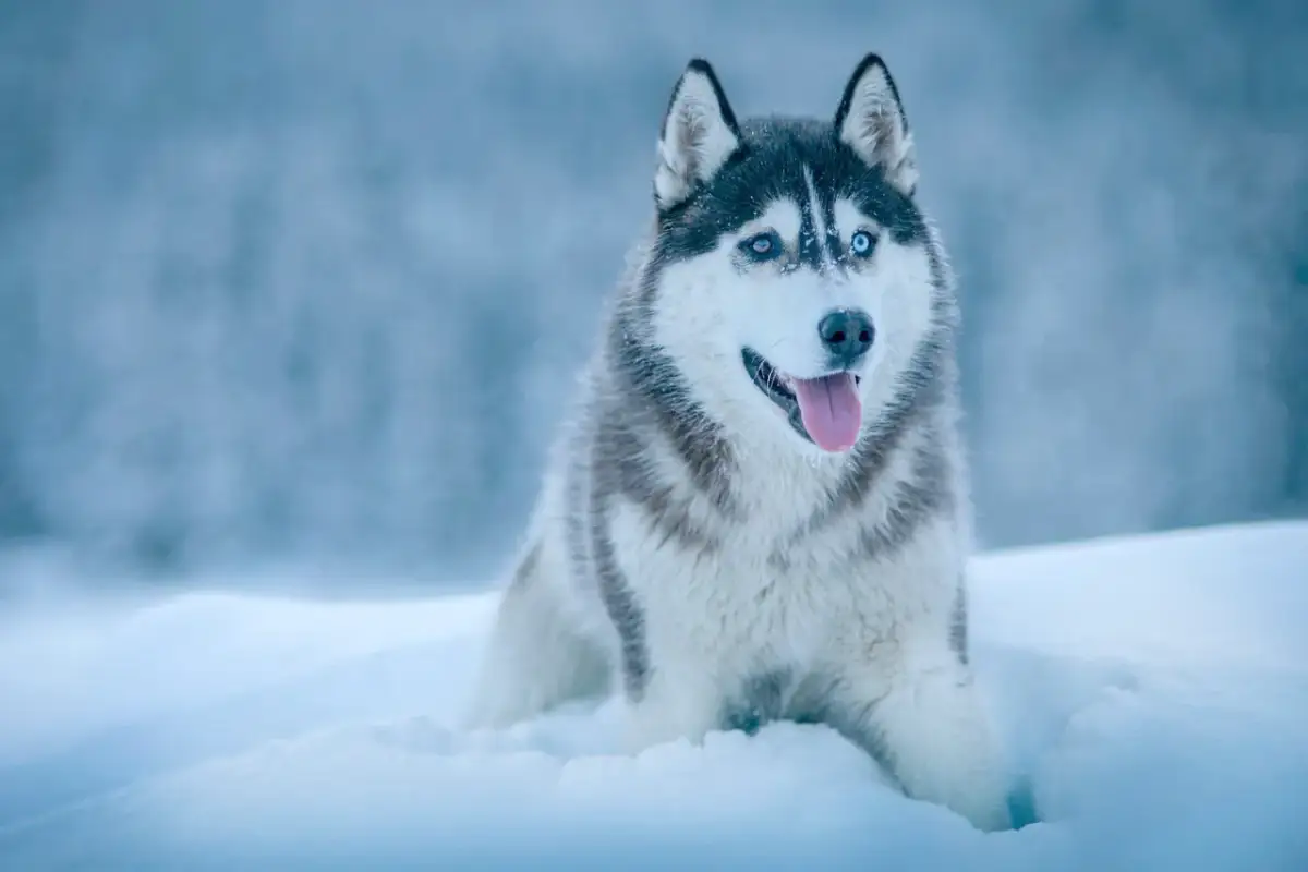Piękny husky z niebieskimi oczami siedzi w śniegu. Czy potrafisz rozwiązać tę zagadkę o psie?