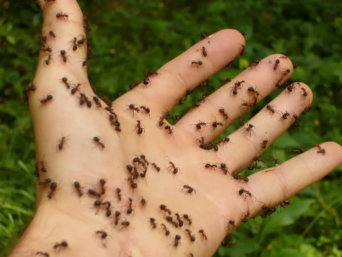 Dłoń pokryta mrówkami, które w naturze są ich naturalnym wrogiem.