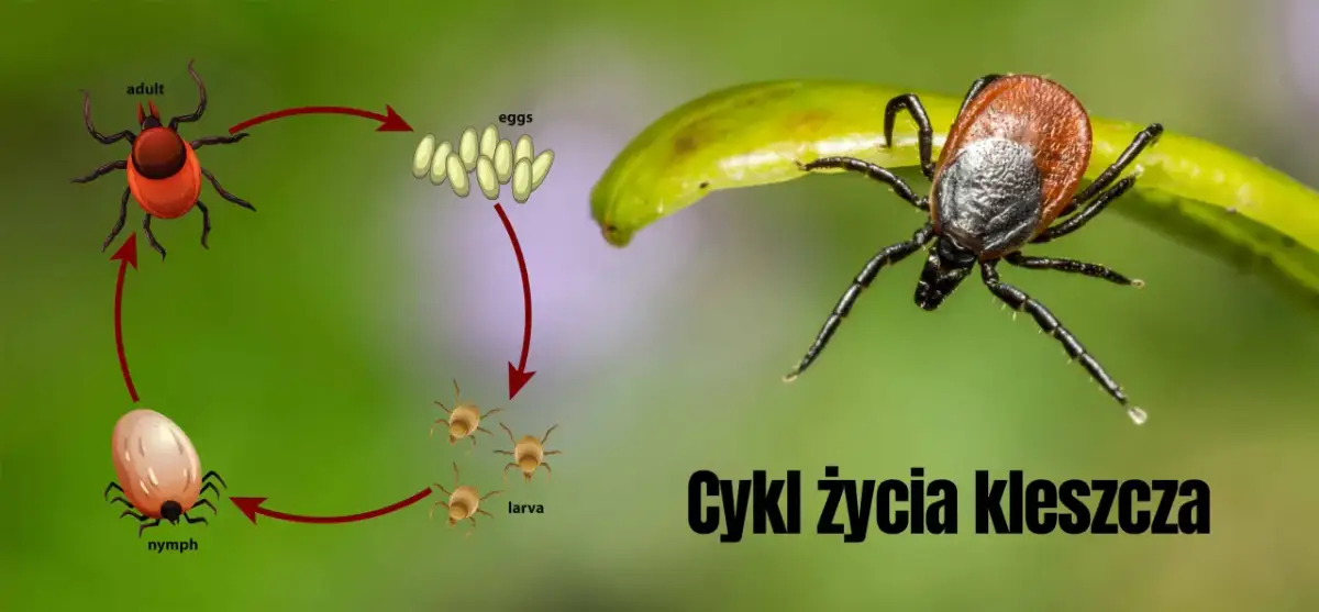 Ilustracja cyklu życiowego kleszcza: dorosły, jaja, larwy, nimfa. Kleszcz na liściu.